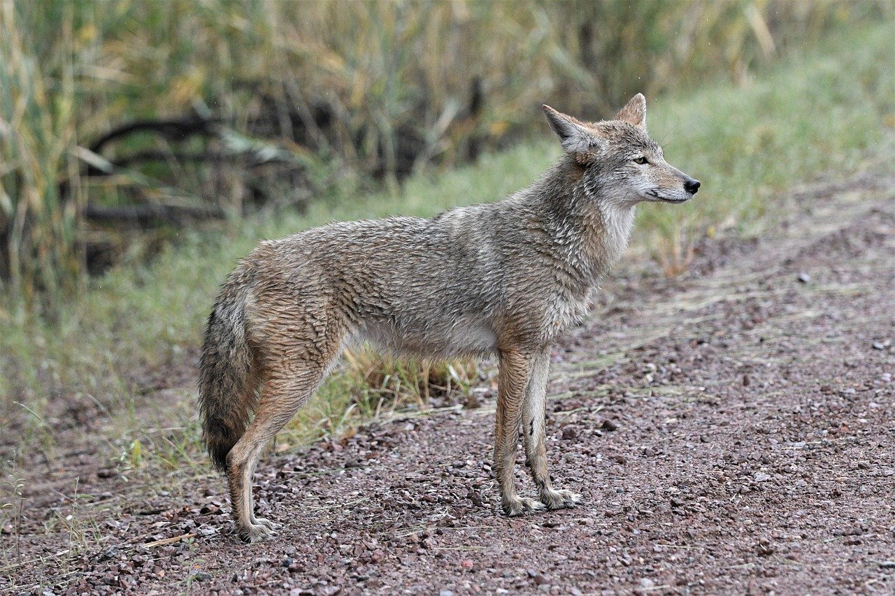 The Role of the Coyote UAS in Intelligence Gathering